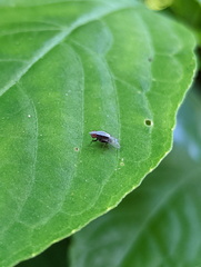 Homoneura discoglauca