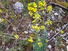 Erysimum odoratum