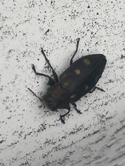 Chrysobothris succedanea