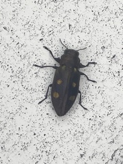 Chrysobothris succedanea