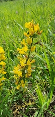 Cytisus procumbens