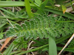 Pedicularis gyroflexa