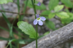 Lobelia berlandieri