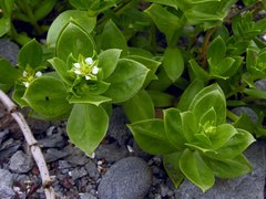 Honckenya peploides major