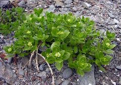 Honckenya peploides major