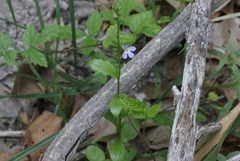 Lobelia berlandieri