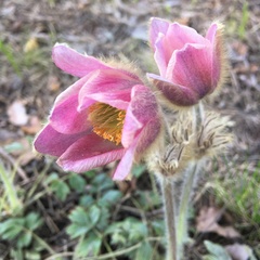 Pulsatilla vernalis