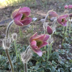 Pulsatilla vernalis