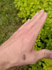 Coccinella septempunctata