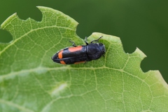 Ptosima laeta