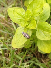 Coccinella septempunctata