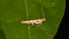 Anatrachyntis rileyi
