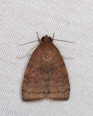 Austrocarea iocephala