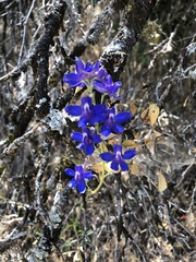 Delphinium parryi