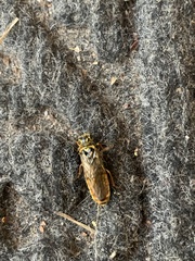 Acantholyda posticalis