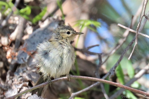 Mosquitero canario (Phylloscopus canariensis)