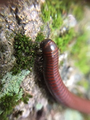 Pachyiulus hungaricus