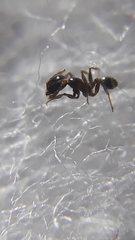 Pheidole megacephala
