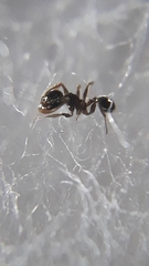 Pheidole megacephala