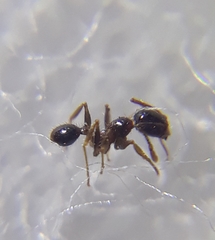 Pheidole megacephala