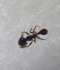 Pheidole megacephala