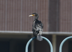 Phalacrocorax carbo