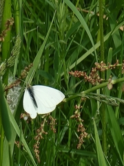 Pieris rapae