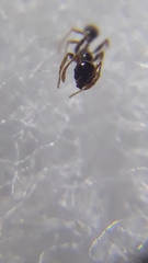 Pheidole megacephala