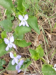 Viola nemoralis