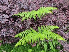 Deparia acrostichoides