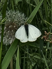 Pieris rapae