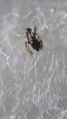 Pheidole megacephala