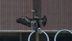 Phalacrocorax carbo