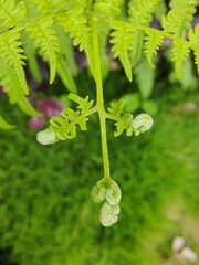 Deparia acrostichoides