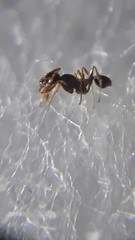 Pheidole megacephala