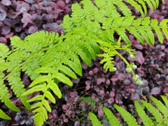 Deparia acrostichoides