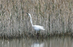 Ardea alba