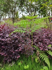 Deparia acrostichoides