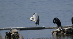 Ardea cinerea