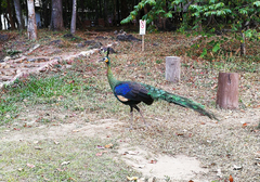 Pavo muticus