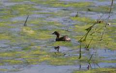 Tachybaptus ruficollis