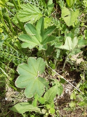 Alchemilla