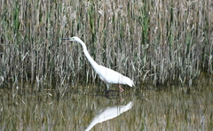Ardea alba