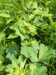 Alchemilla