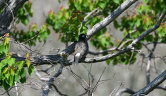 Spodiopsar cineraceus