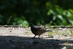 Streptopelia orientalis