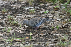 Streptopelia orientalis