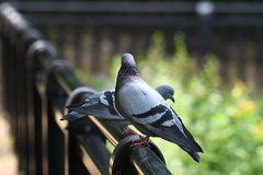 Columba livia domestica