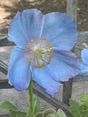 Meconopsis
