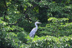 Ardea cinerea